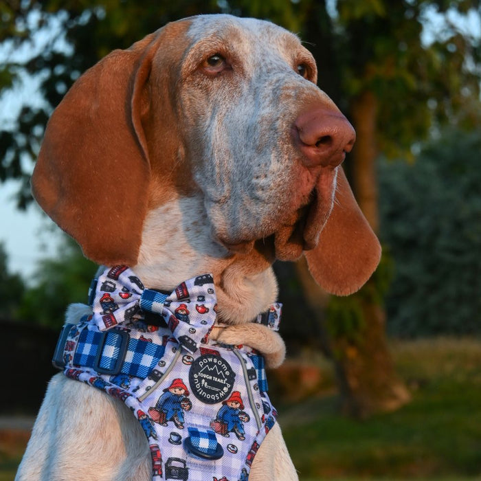A close-up of a dog outdoors wearing a blue and white patterned bow tie with a red and blue paddington bear logo patch.