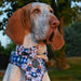 A close-up of a dog outdoors wearing a blue and white patterned bow tie with a red and blue paddington bear logo patch.