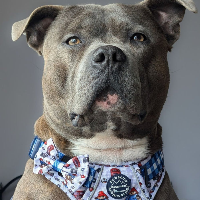 A close-up portrait of a gray and white pitbull-type dog wearing a white bow tie with a blue gingham border and a Paddington bear  graphic, along with a blue collar.