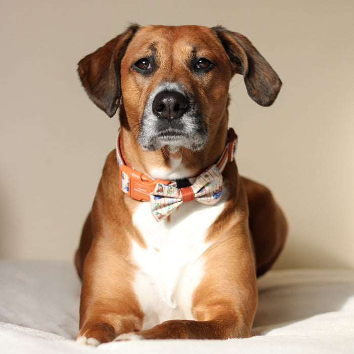 Brown and white dog wearing a collar and bow tie and lying on a bed