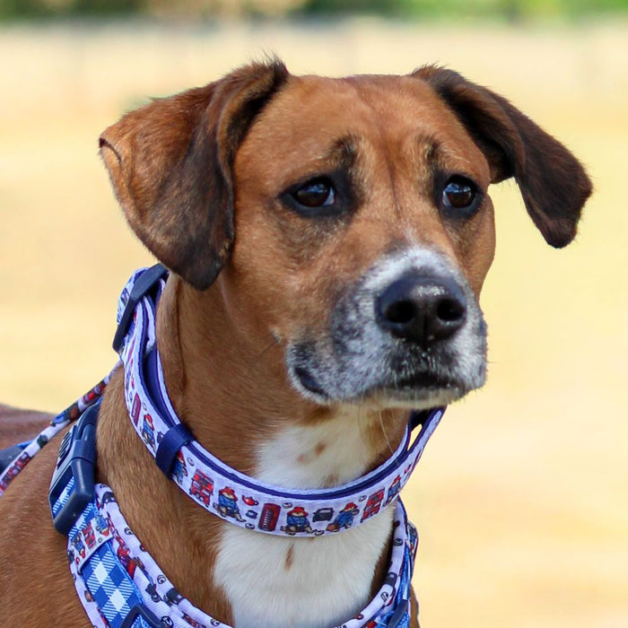 A close-up portrait of a brown and white dog wearing a blue patterned collar and matching harness against a soft, blurred outdoor background.
