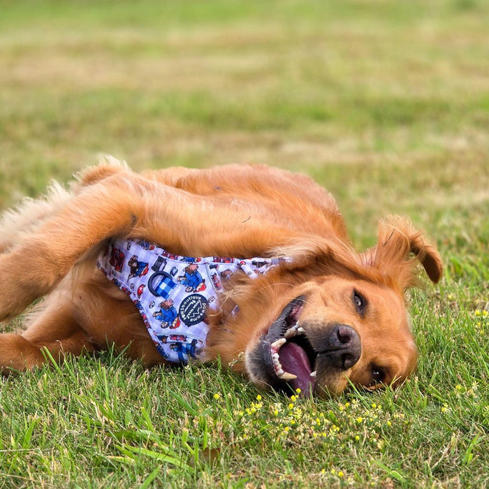 A golden retriever dog lying on its back in a grassy field, wearing a Paddington bear dog harness with a blue and white gingham pattern.