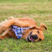 A golden retriever dog lying on its back in a grassy field, wearing a Paddington bear dog harness with a blue and white gingham pattern.