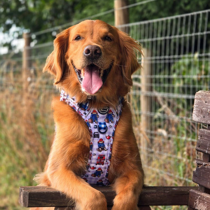A golden retriever dog wearing a blue and white printed harness with cartoon Paddington bear characters, sitting on a wooden fence outdoors.