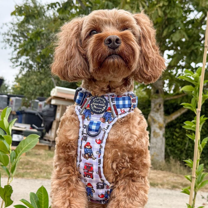 A small brown cockerpoo wearing a printed dog harness outdoors. The harness has a white base with blue gingham sections and cartoon Paddington bear-themed illustrations, including a central round navy blue tag that reads 'PAWSOME PAWS BOUTIQUE'.