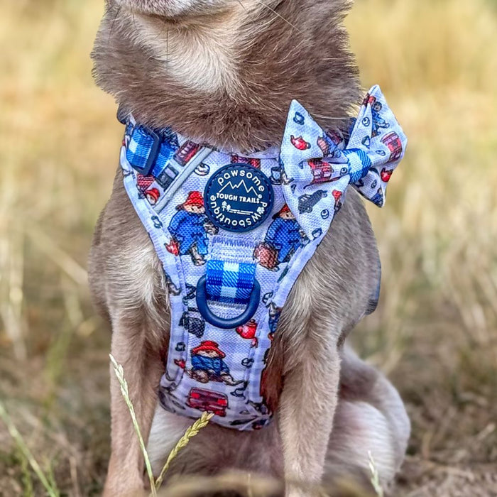 A small dog wearing a blue and white patterned harness with a matching bow tie, photographed outdoors in a grassy field.