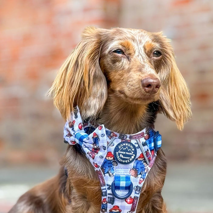 A brown dachshund wearing a blue and white patterned paddington  harness with a circular 'Pawsome Paws Dog Harness' patch, set against a blurred brick wall background.