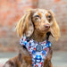 A brown dachshund wearing a blue and white patterned paddington  harness with a circular 'Pawsome Paws Dog Harness' patch, set against a blurred brick wall background.