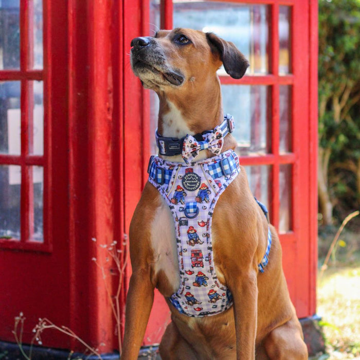 A brown dog wearing a blue and white patterned dog harness and matching bow tie, sitting in front of a red telephone booth.