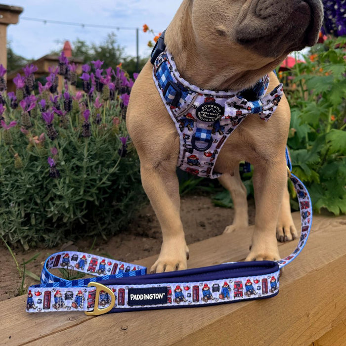 A tan dog standing outdoors on a wooden deck wearing a patterned harness and leash with a blue underlay. The harness and leash have a white base with blue plaid sections, cartoon bear illustrations, and a navy blue Paddington brand patch.