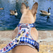 A tan French Bulldog viewed from behind wearing a Paddington-themed harness and leash while standing on a stone ledge with ducks and geese swimming in the water behind it.