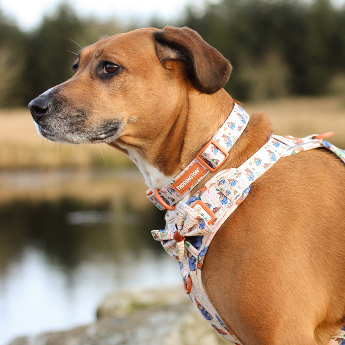 Paddington x Pawsome Paws Dog Collar