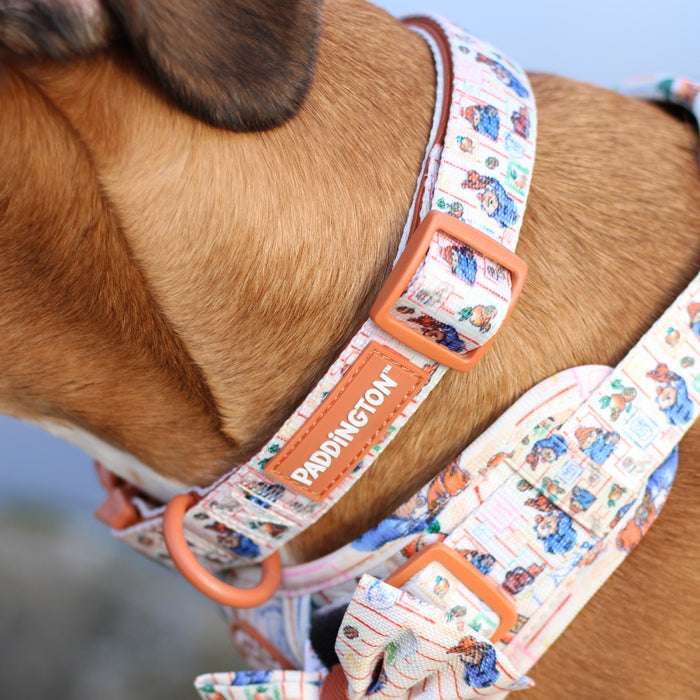 Paddington x Pawsome Paws Dog Collar