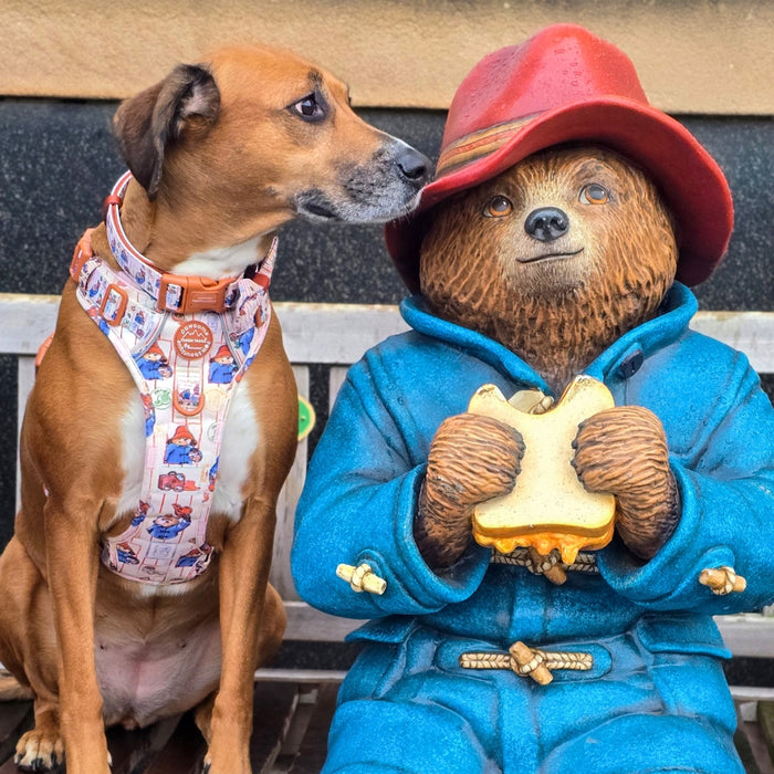 Paddington x Pawsome Paws Dog Harness